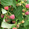 BMSB feeds on raspberry, damaging the fruit