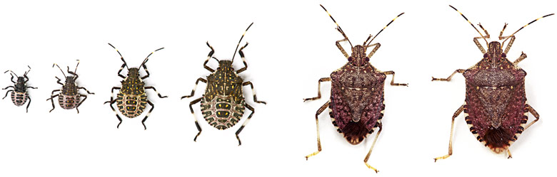 A composite photograph shows BMSB in six stages from nymph to adult.