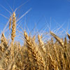 Field crops may be at risk to BMSB damage