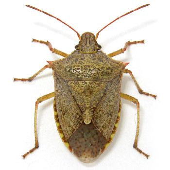 Onespotted stink bug (Euschistus variolarius)