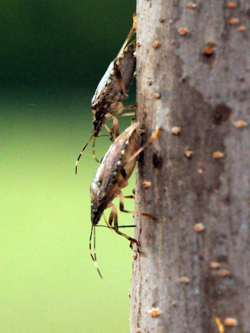 Stink Bugs - Home and Garden IPM from Cooperative Extension